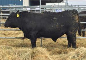 Hagen Cattle and Hay Angus #97 from WCA test