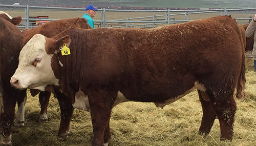 Hagen Cattle and Hay Hereford #58 from WCA test