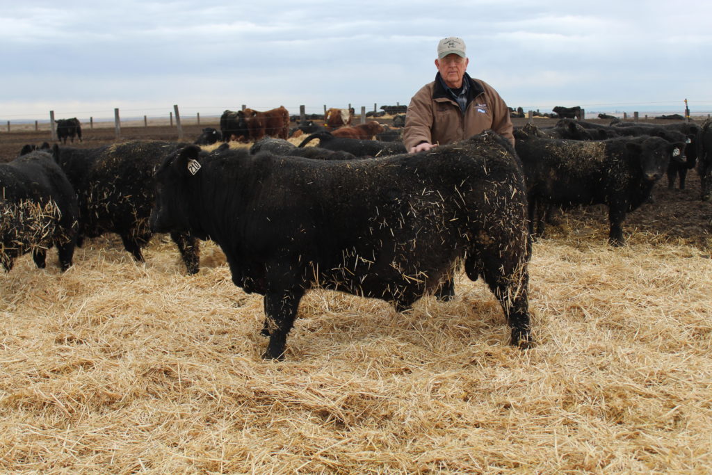 Wca Bull Test Entries Hagen Cattle And Hay