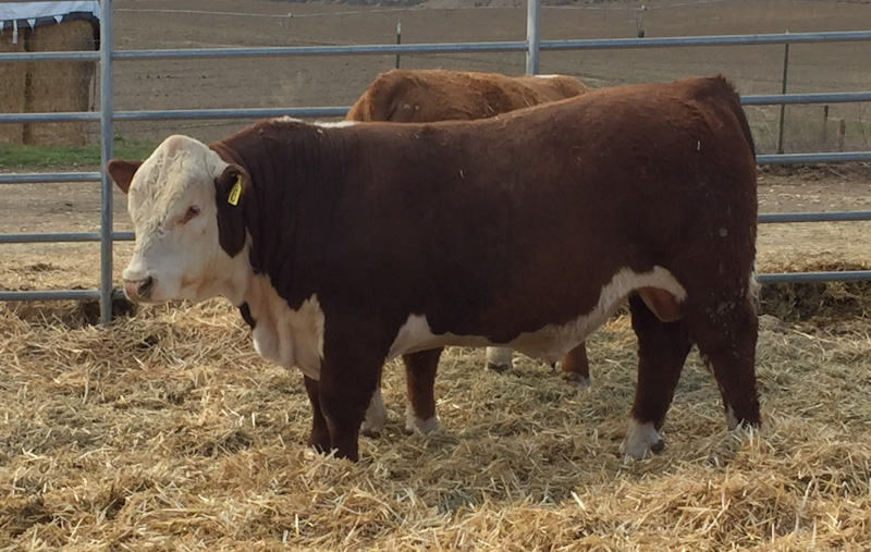 Hereford Bulls Hagen Cattle And Hay